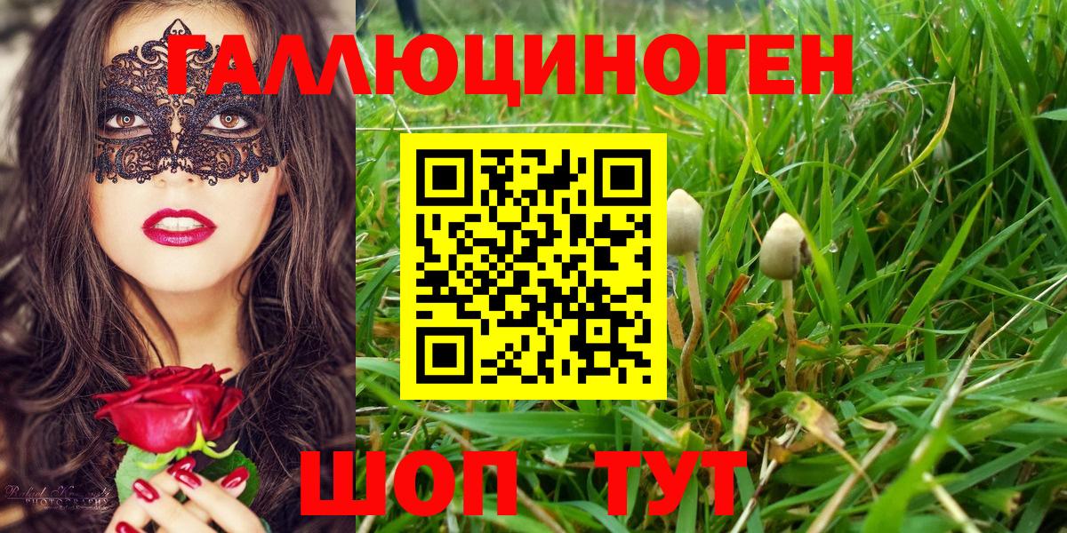 Ногинск  Псилоцибиновые грибы ЛСД  Вход с VPN  Псилоцибиновые грибы Psilocybine cubensis 
